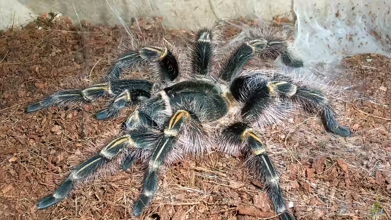 Blog: Welche ist die friedlichste Vogelspinne? - Arten für Anfänger und ruhige Gemüter (7150)