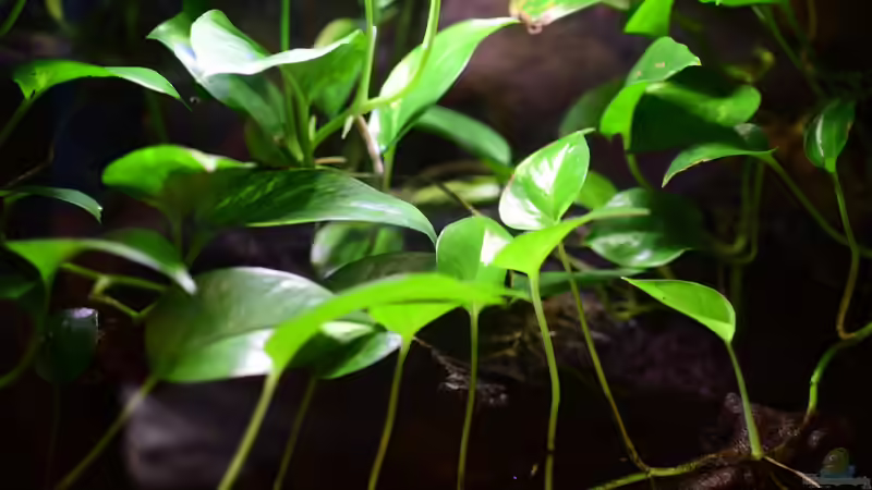 Blog: Welche Pflanzen dürfen nicht ins Terrarium? (7901)