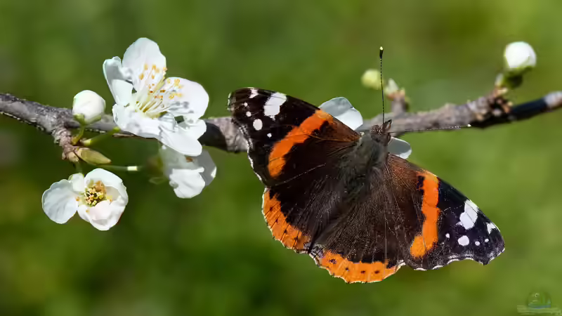 Blog: Welche Schmetterlinge findet man im Garten? (6440)
