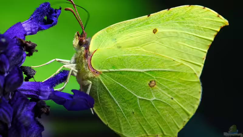 Blog: Welche Schmetterlinge findet man im Garten? (6440)