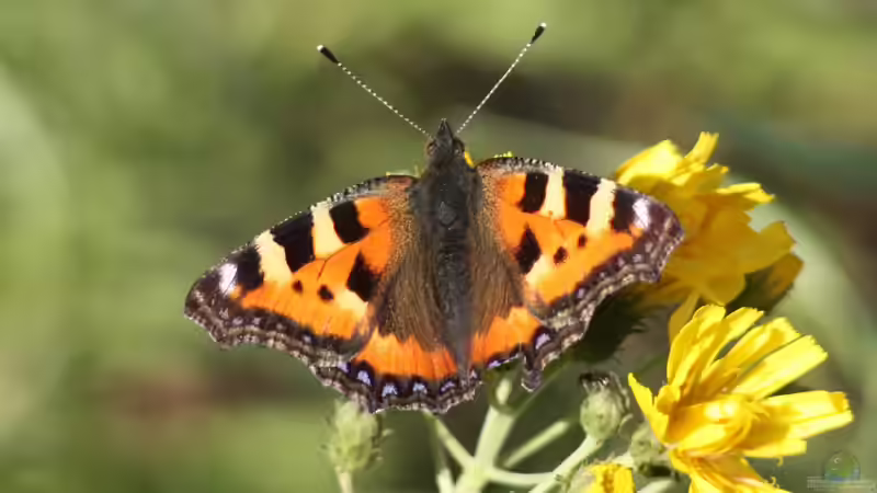 Blog: Welche Schmetterlinge findet man im Garten? (6440)