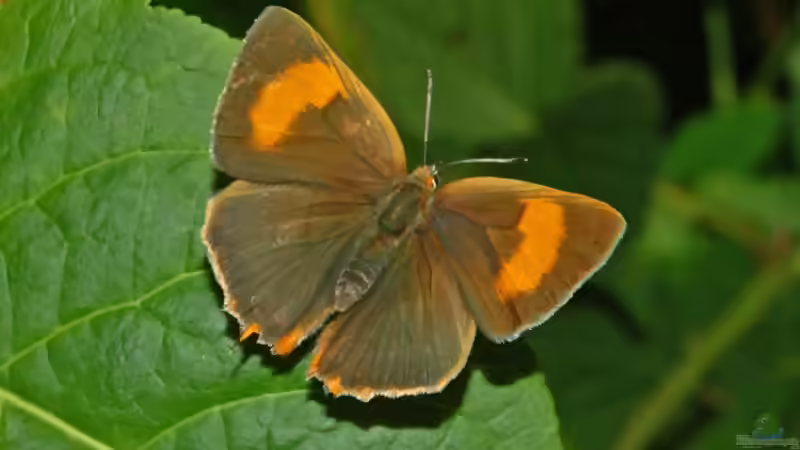 Blog: Welche Schmetterlinge findet man im Garten? (6440)