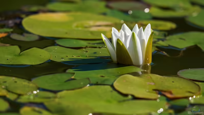 Blog: Welche Seerose passt in den Teich? – Warum nicht nur die Größe entscheidet (6791)