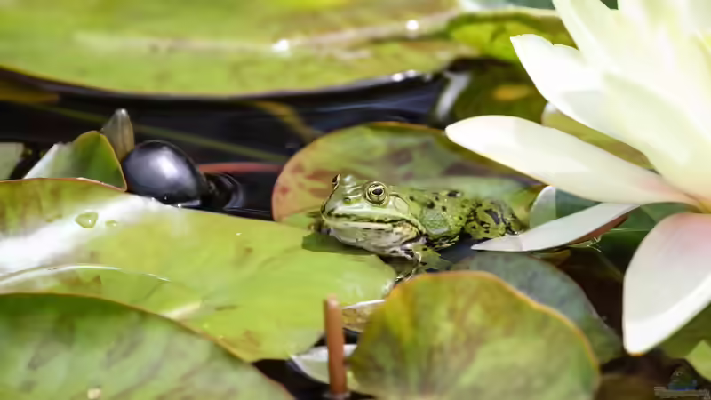 Blog: Welche Tiere eignen sich für welchen Teich? Ein Überblick über den passenden Teichbesatz (8081)