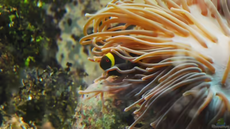 Blog: Welcher Anemonenfisch ist das??? (3470)