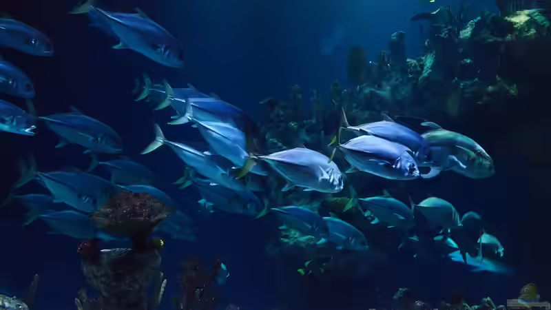 Blog: Welcher Zoo hat das schönste Aquarium? - Ein umfassender Vergleich der beeindruckendsten Zoos und Aquarien (7184)