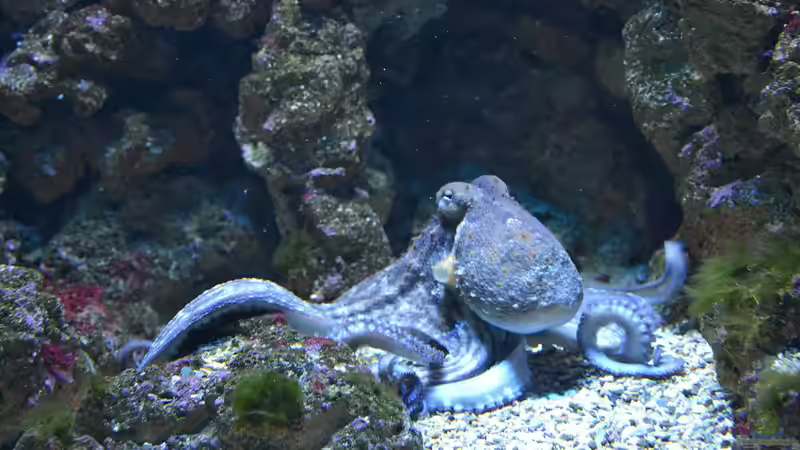 Blog: Welcher Zoo hat das schönste Aquarium? - Ein umfassender Vergleich der beeindruckendsten Zoos und Aquarien (7184)