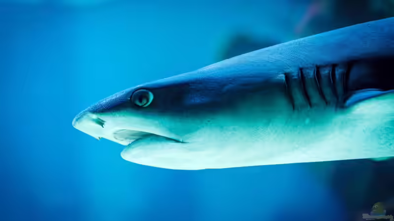 Blog: Welcher Zoo hat das schönste Aquarium? - Ein umfassender Vergleich der beeindruckendsten Zoos und Aquarien (7184)