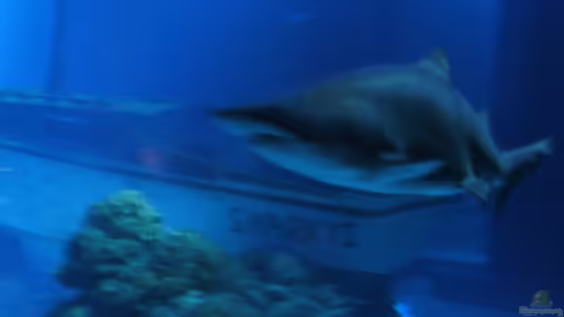 Blog: "Wenn die Haie sterben - stirbt das Meer!" (2262)
