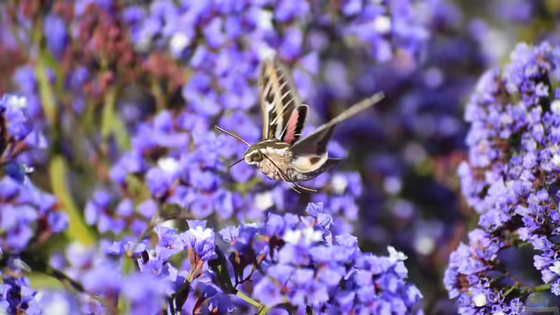Blog: Wer ist was? Schmetterling, Falter, Motte und weitere Bezeichnungen  (8061)