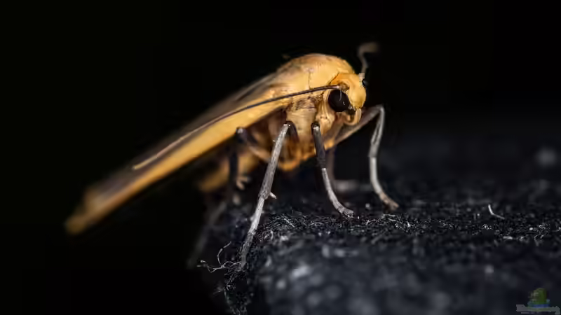 Blog: Wer ist was? Schmetterling, Falter, Motte und weitere Bezeichnungen  (8061)
