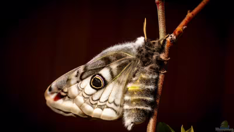Blog: Wer ist was? Schmetterling, Falter, Motte und weitere Bezeichnungen  (8061)