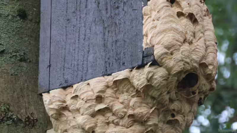 Blog: Wespennest im Garten: Was ist zu beachten? (7956)