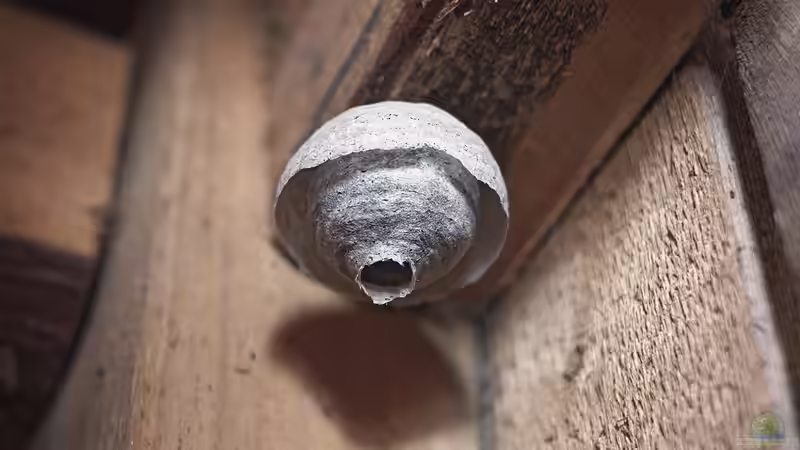 Blog: Wespennest im Garten: Was ist zu beachten? (7956)
