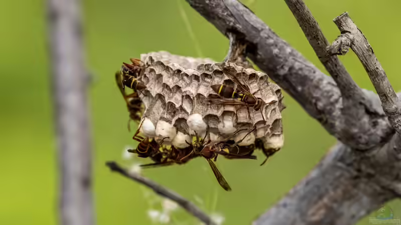 Blog: Wespennest im Garten: Was ist zu beachten? (7956)
