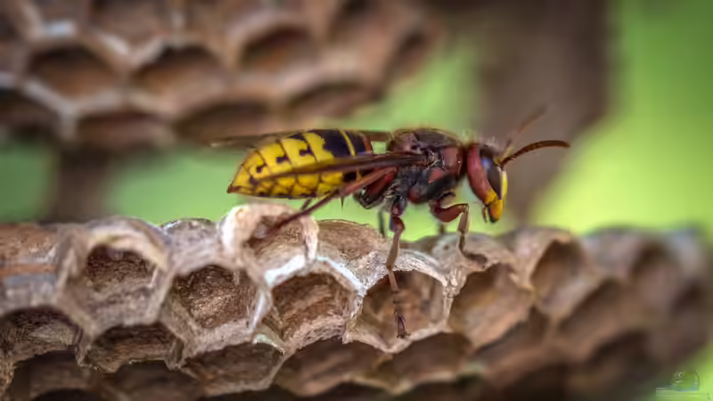 Blog: Wespennest im Garten: Was ist zu beachten? (7956)