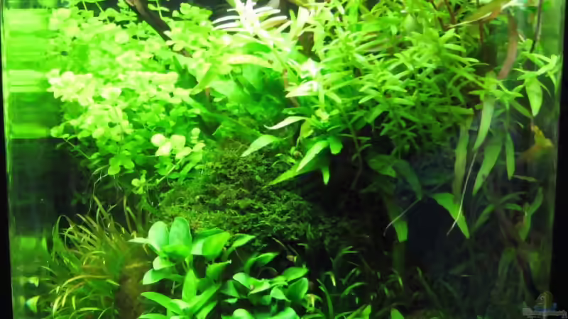 Blog: Wettbewerb bepflanzte Aquarien - Fotos Nano Teil 1 (1515)