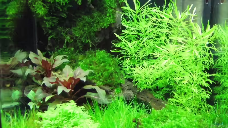 Blog: Wettbewerb bepflanzte Aquarien - Fotos Nano Teil 2 (1516)