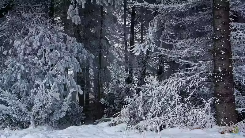 Blog: Wetterphasen im Jahreslauf – Von Hochwinter bis Altweibersommer (6663)