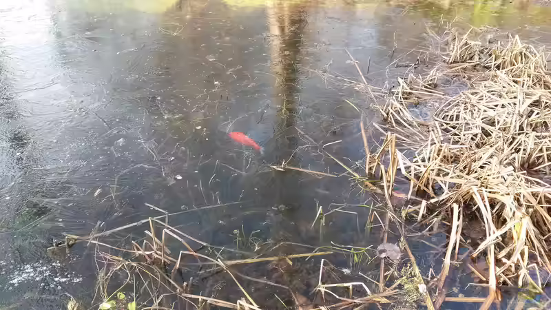Blog: Wie wird der Teich winterfit für Goldfische (6450)