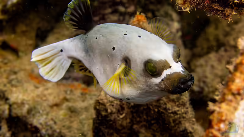 Blog: Wie wirkt das Gift der Kugelfische? Ein tiefer Einblick in Tetrodotoxin (6794)