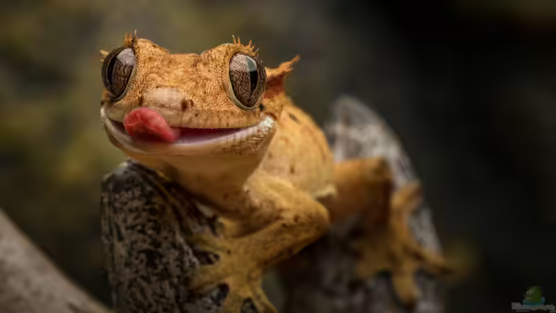 Blog: Wieviel kostet die Haltung eines Geckos? Ein umfassender Kostenüberblick für Einsteiger und Fortgeschrittene (7913)