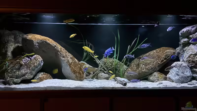 Blog: Wieviel kostet ein Aquarium im Monat? Die realen laufenden Kosten eines Aquariums im Detail erklärt (7384)