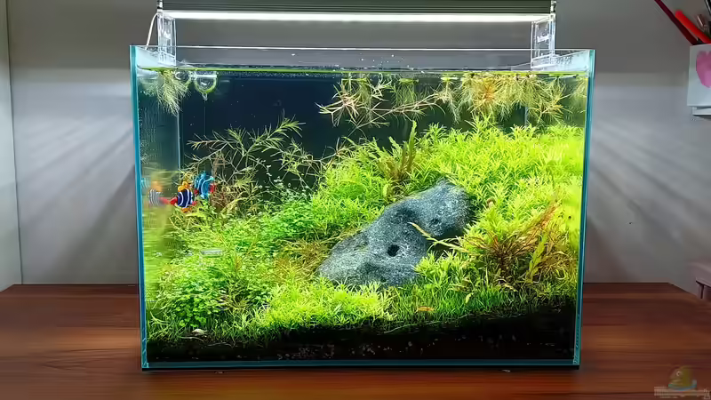 Blog: Wieviel kostet ein Aquarium im Monat? Die realen laufenden Kosten eines Aquariums im Detail erklärt (7384)