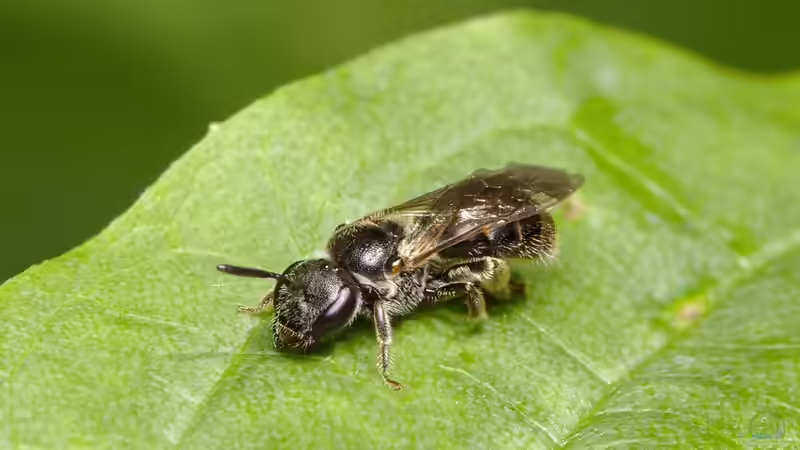 Blog: Wildbienen: Diese Arten kannst du im Garten beobachten (7046)