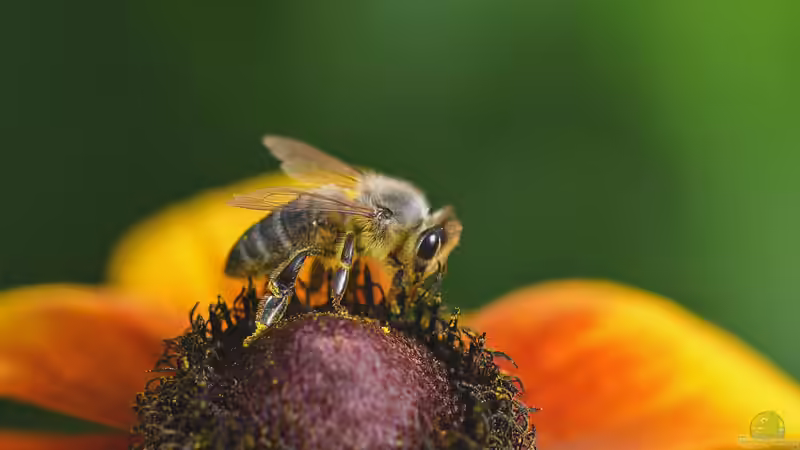 Blog: Wildbienenpflanzen für den Balkon - So machst du deinen Balkon zum Paradies für Bestäuber (7250)