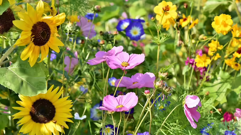 Blog: Wildblumenflächen im Garten - lebendige Vielfalt statt perfektem Rasen (7736)