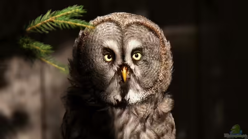 Blog: Wildtiere als Haustiere – Faszination und Grenzen (6674)