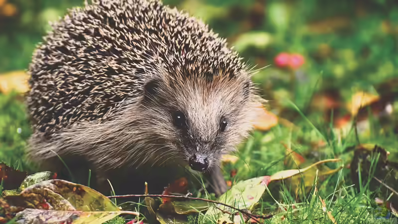 Blog: Wildtiere am Gartenteich beobachten: Ein naturnahes Erlebnis (6620)