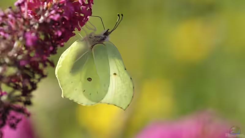 Blog: Wildtiere am Gartenteich beobachten: Ein naturnahes Erlebnis (6620)