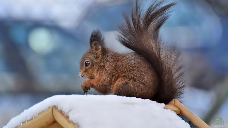 Blog: Wildtieren beim Überwintern helfen - Das können Gartenbesitzer tun (7564)