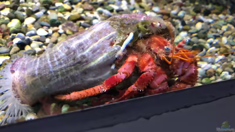 Blog: WILHELMA 2 - Zoologisch-Botanischer Garten in Stuttgart (5302)