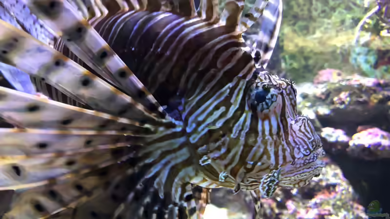 Blog: WILHELMA 2 - Zoologisch-Botanischer Garten in Stuttgart (5302)