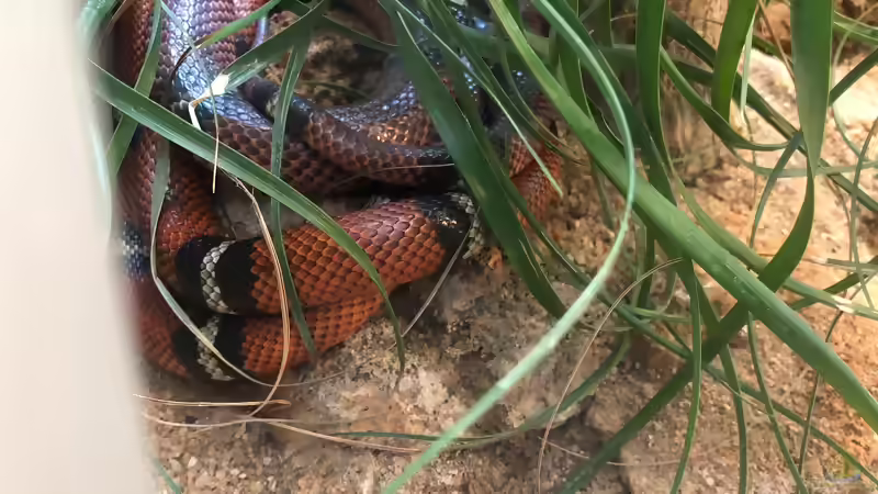 Blog: WILHELMA 6 - Zoologisch-Botanischer Garten in Stuttgart (5305)
