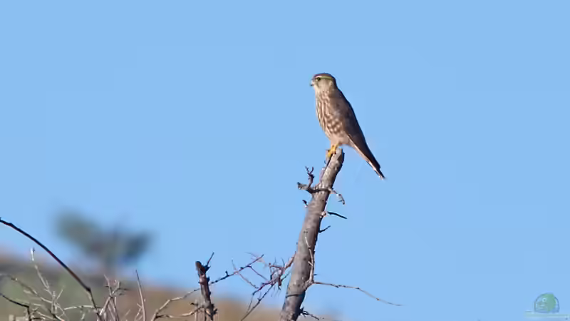 Blog: Wintergäste im Garten: Vögel, die aus dem Norden zu uns ziehen (6552)