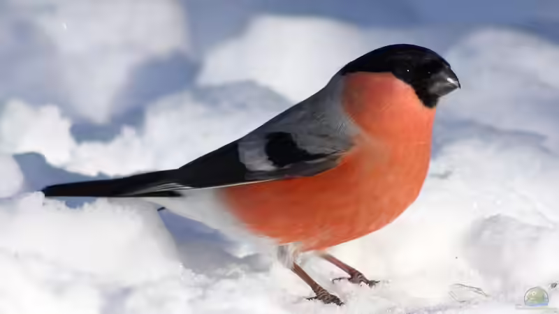 Blog: Wintergäste im Garten: Vögel, die aus dem Norden zu uns ziehen (6552)