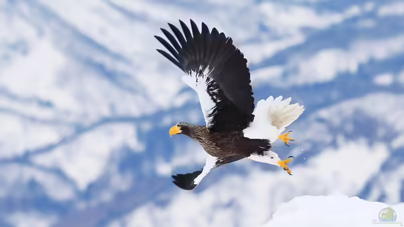 Blog: Wintergäste im Garten: Vögel, die aus dem Norden zu uns ziehen (6552)