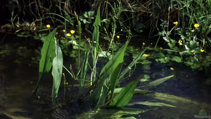 Blog: Winterharte Wasserpflanzen – Ein Blick auf ihre unterschiedlichen Überwinterungsstrategien (6802)