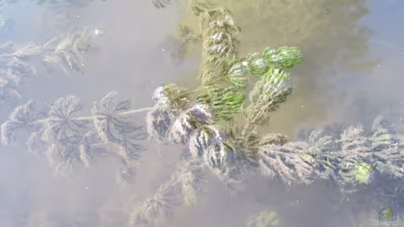 Blog: Winterharte Wasserpflanzen – Ein Blick auf ihre unterschiedlichen Überwinterungsstrategien (6802)