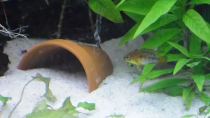 Blog: Wo finden Zierfische ihre Laichplätze im Aquarium? (6622)