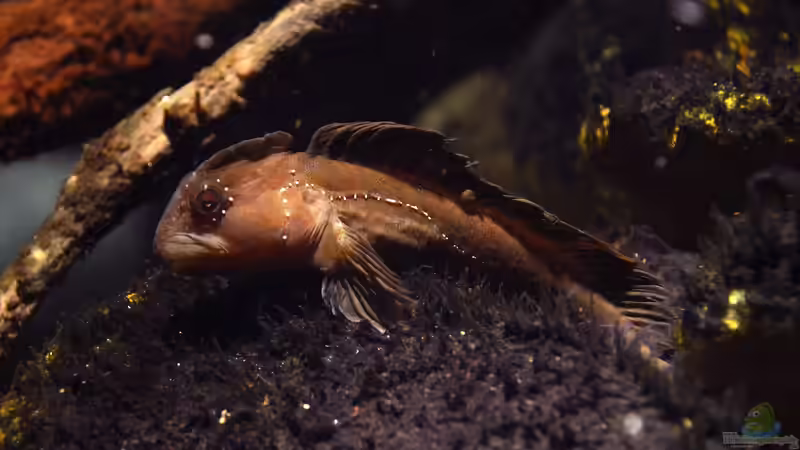 Blog: Woher haben Schleimfische ihren Namen? (7061)
