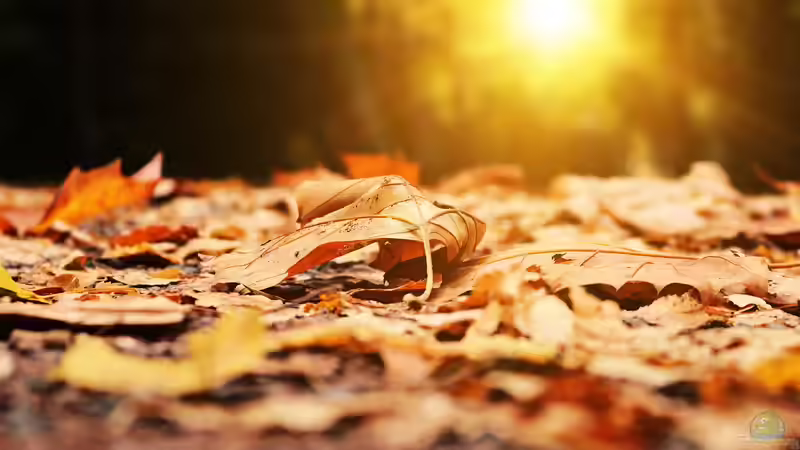 Blog: Wohin mit dem Herbstlaub? (6434)
