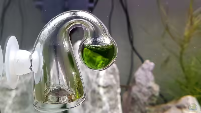 Blog: Worauf sollte der Aquarianer beim Kauf einer CO2-Anlage achten? (6617)
