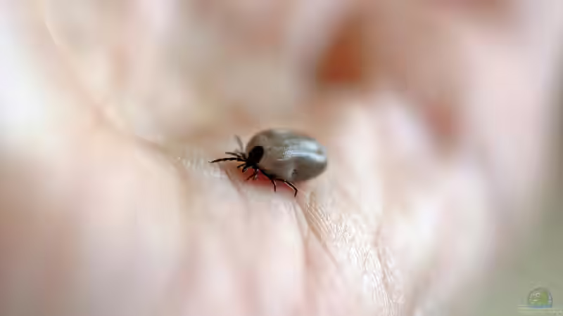 Blog: Zecken: Die unterschätzte Gefahr im eigenen Garten (6568)