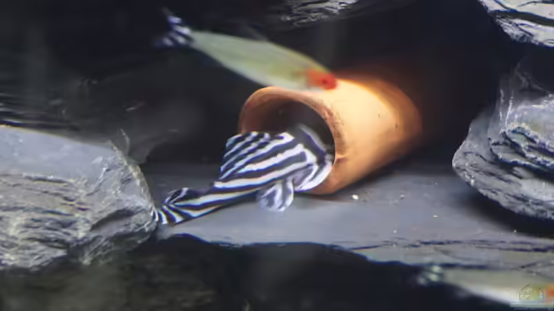 Blog: Zierfische: Zucht vs. Vermehrung (7308)