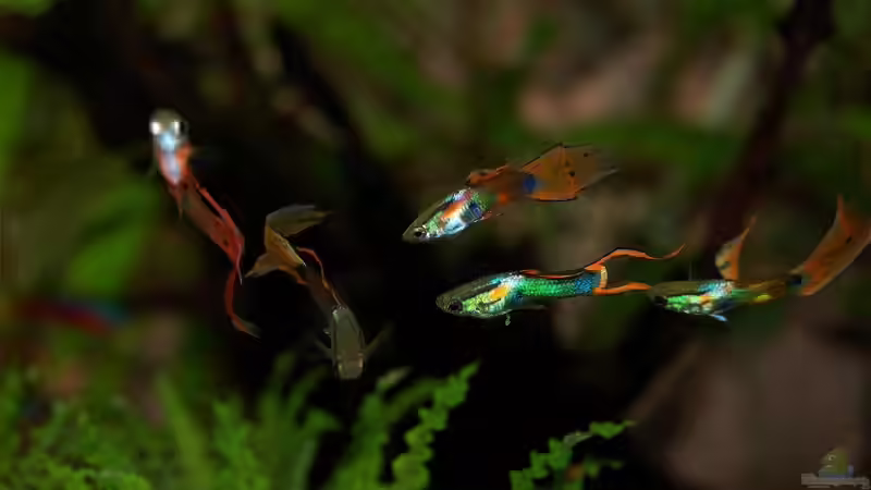 Blog: Zierfische für ein kleines Aquarium mit 54 Litern (6638)
